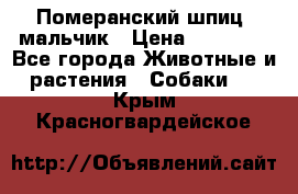 Померанский шпиц, мальчик › Цена ­ 35 000 - Все города Животные и растения » Собаки   . Крым,Красногвардейское